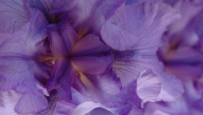 Purple Iris - Fallbrook, CA - May 7, 2006