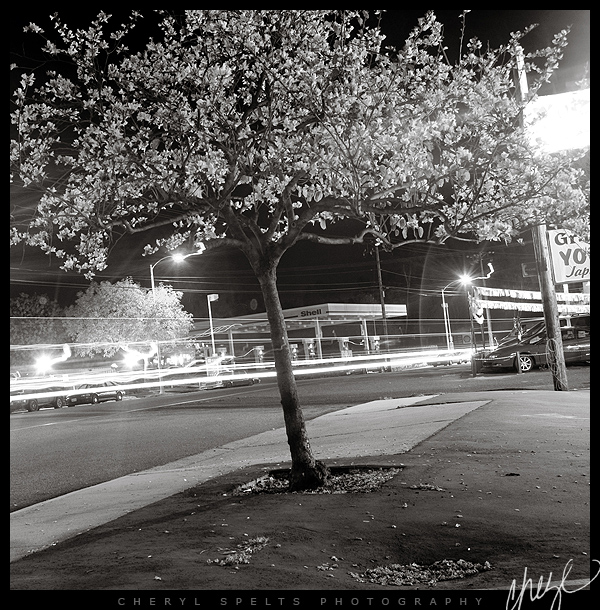 Mission Avenue at Night // Photo: Cheryl Spelts