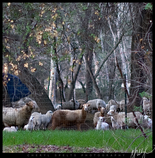Sheep in De Luz