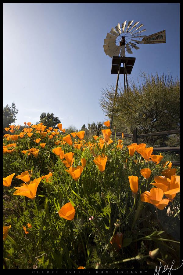 California Poppies & Windmill