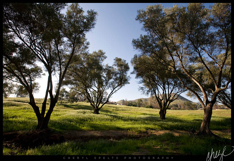 Olive Trees in Fallbrook, California