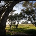 Olive Trees | Fallbrook, California