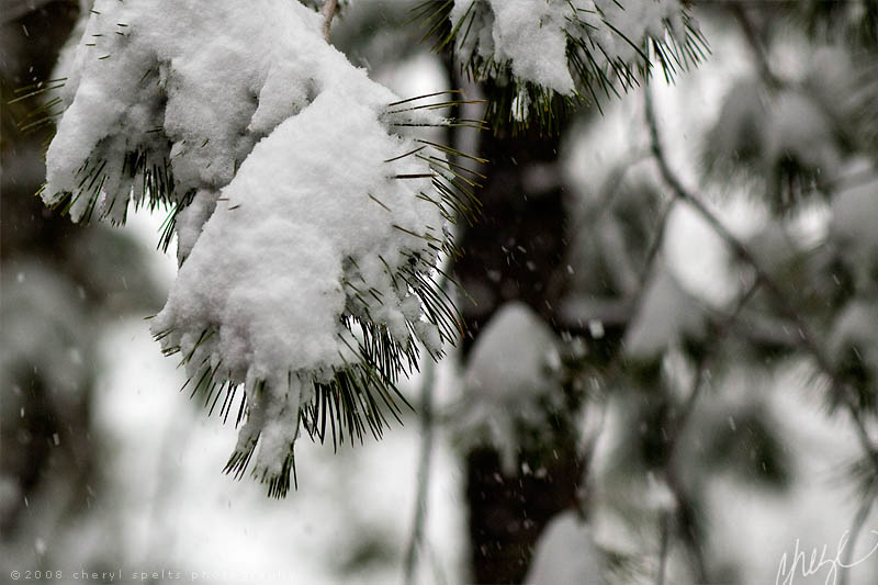 Idyllwild Snow // Photo: Cheryl Spelts