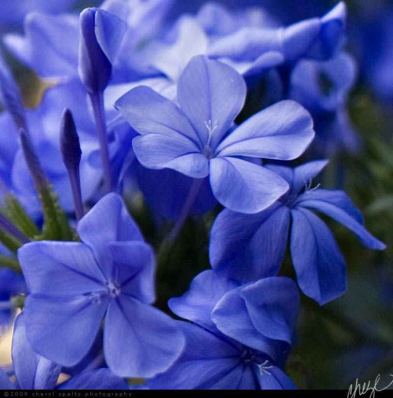 Blue Flowers / Photo: Cheryl Spelta