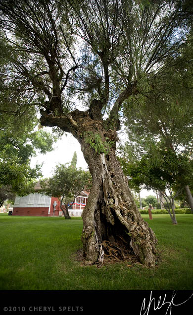 100-year-old Pepper Tree // Photo: Cheryl Spelts