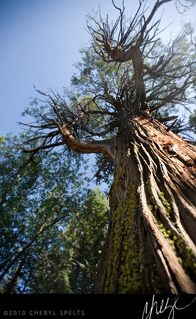 Redwood Tree in Idyllwild 