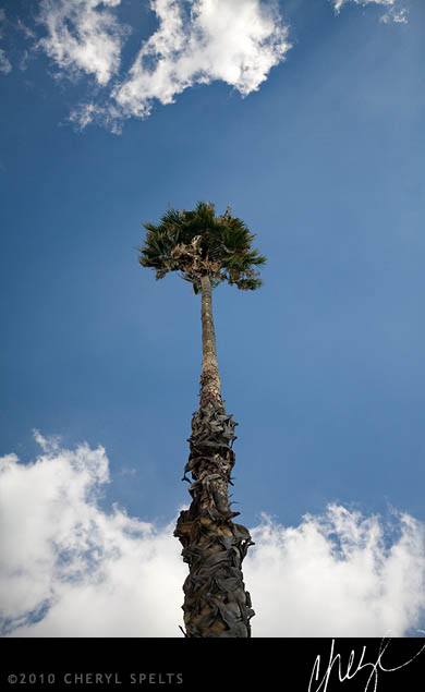 My Palm Tree // Photo: Cheryl Spelts