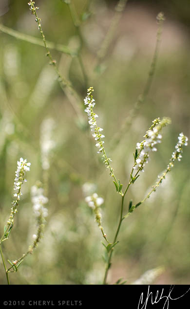 Pretty Weeds // Photo: Cheryl Spelts