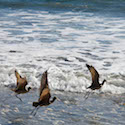 Ocean Birds