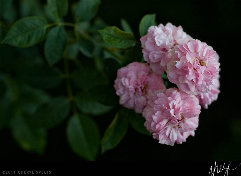 Pink Tea Roses