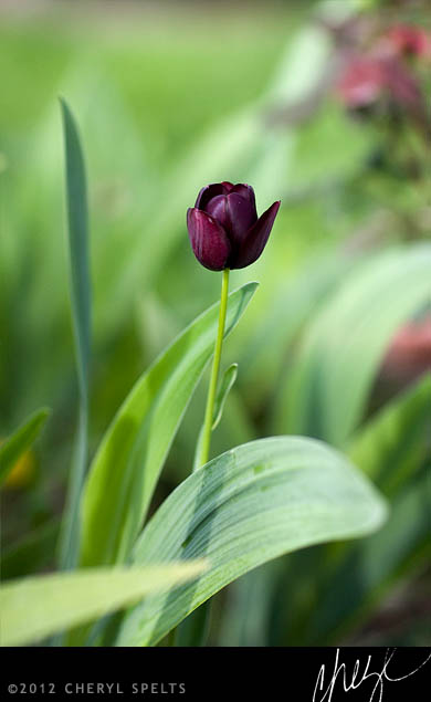 Black Tulip // Photo: Cheryl Spelts