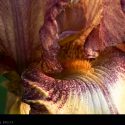 Raspberry Fudge Iris