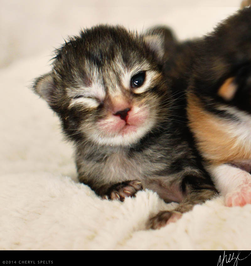 When do kittens open their eyes?