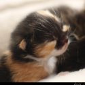 Baby Calico Kitten