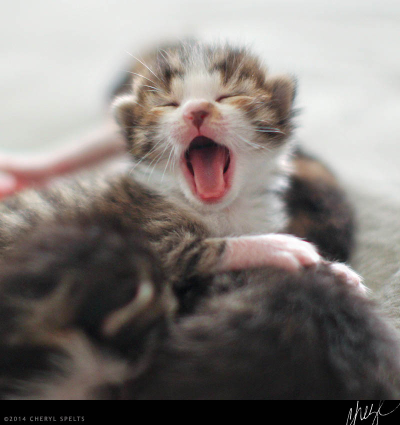 baby kitten yawning