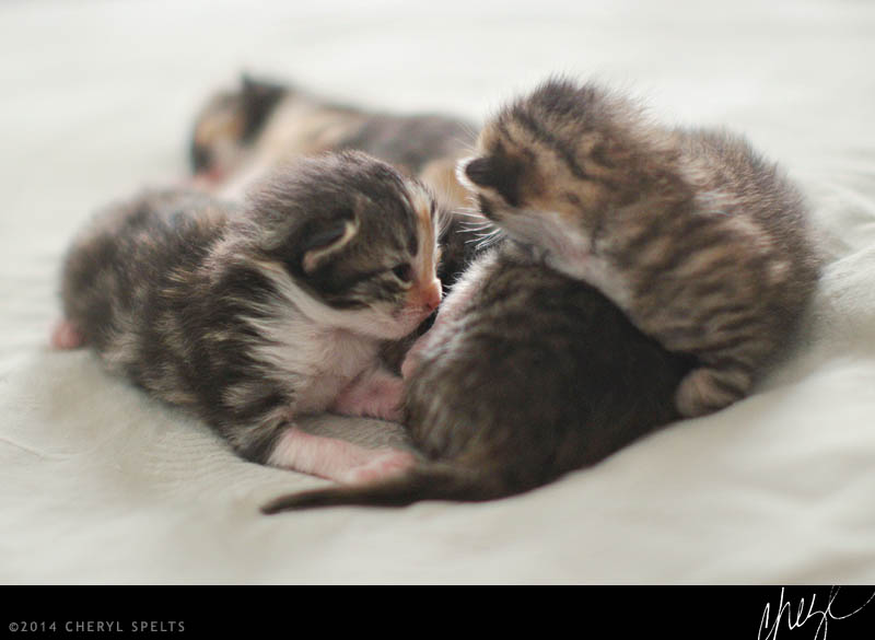 13-day-old kittens