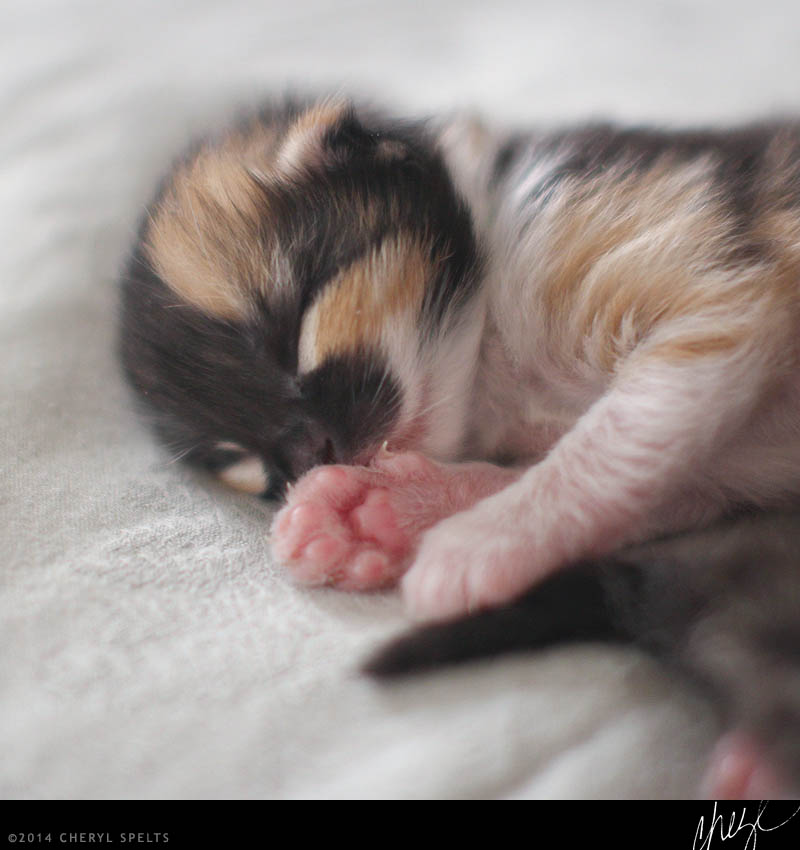 baby kitten sleeping