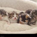 19 Day Old Calico and Striped Kittens