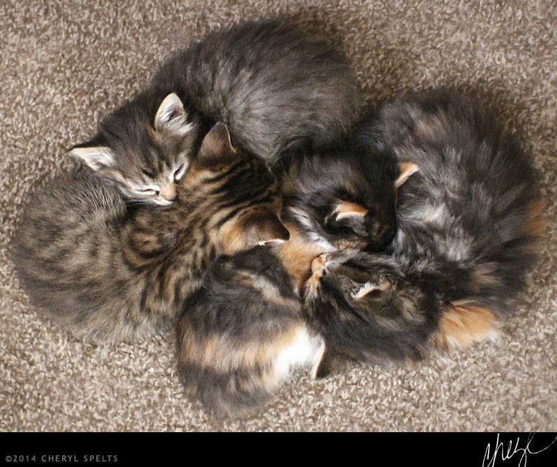 five-week-old kittens