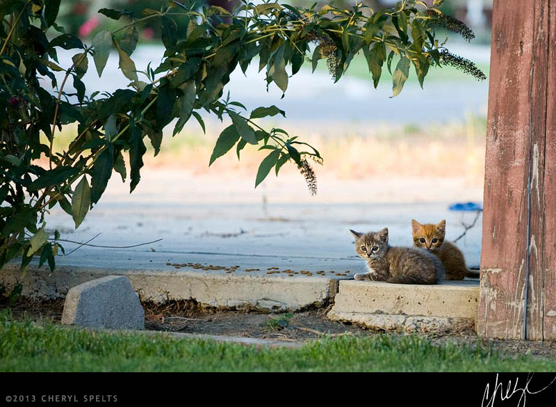 Two Kittens // Photo: Cheryl Spelts
