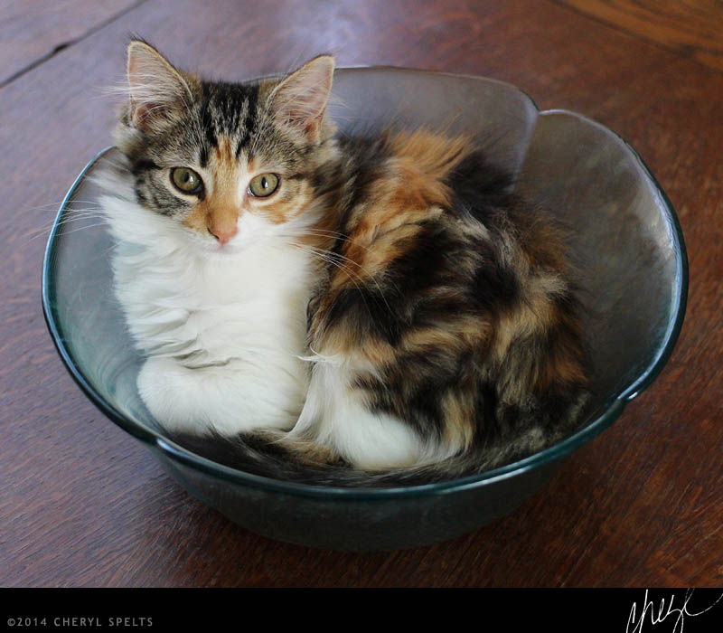 Kittens // Photo: Cheryl Spelts
