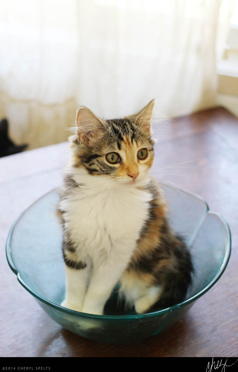 Kittens // Photo: Cheryl Spelts