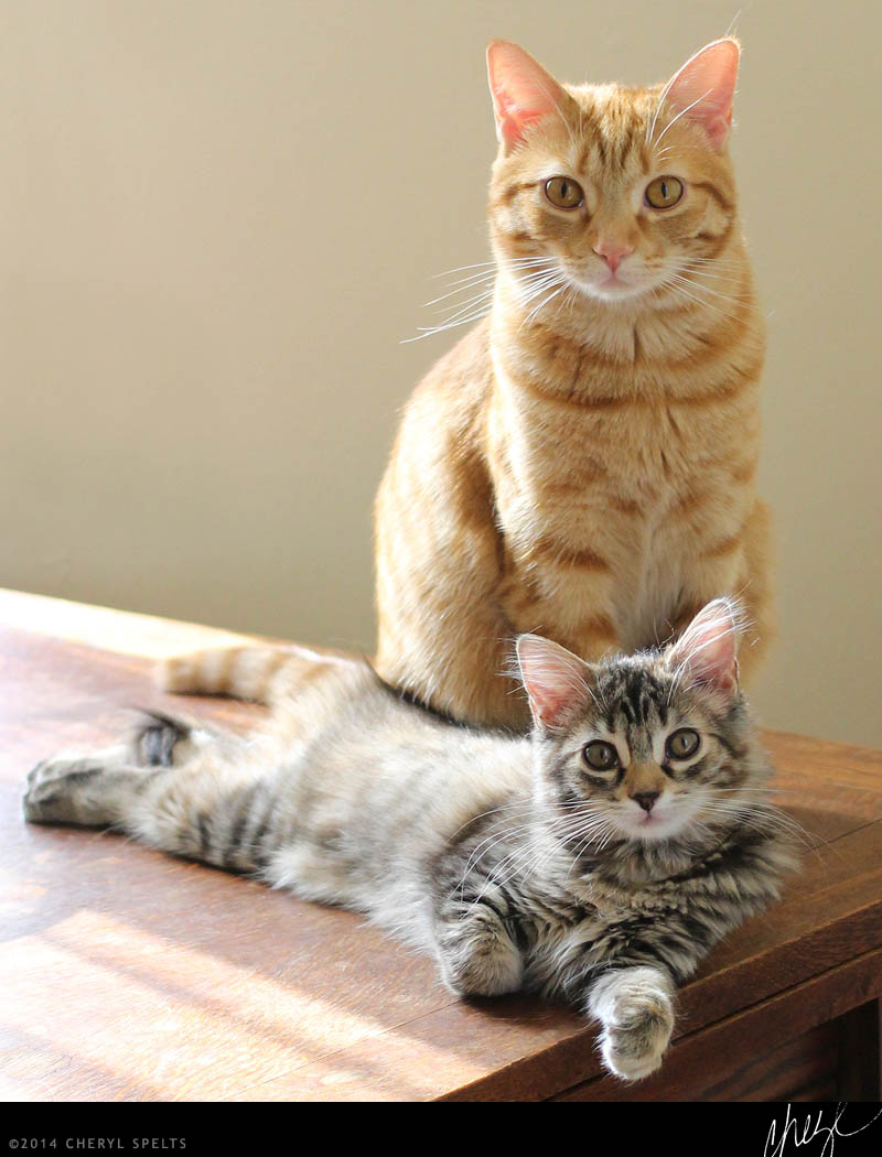 Father and Daughter Cats // Photo: Cheryl Spelts
