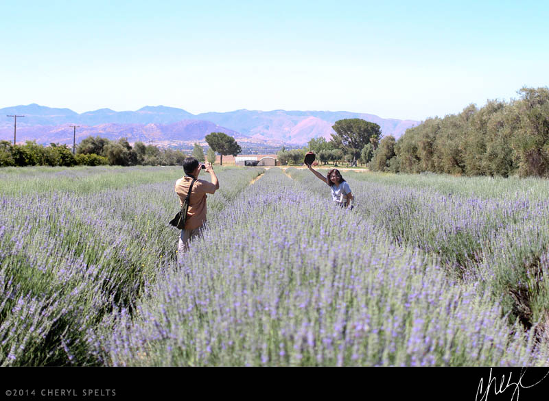 Tourists pose for photos at the Lavender Festival // Photo: Cheryl Spelts