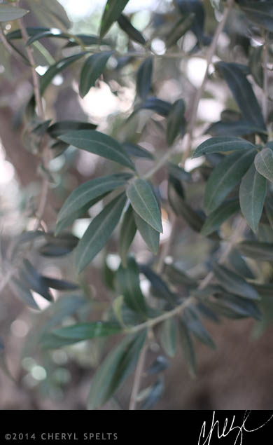 Olive Tree Leaves // Photo: Cheryl Spelts