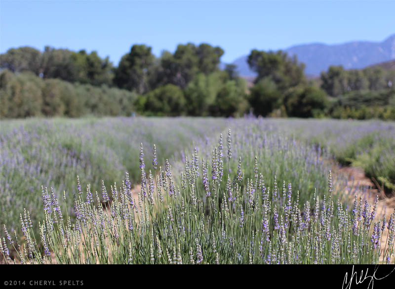 Rows of Lavender at Highland Springs Resort // Photo: Cheryl Spelts