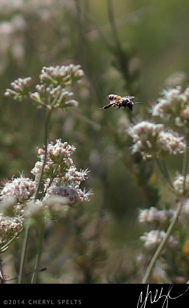 Bee in the Sage Brush // Photo: Cheryl Spelts