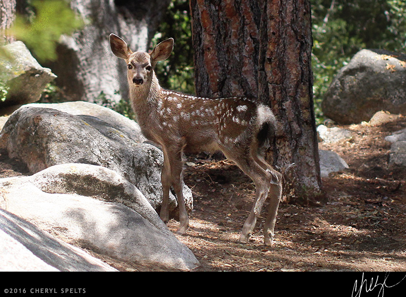 Spotted Baby Deer // Photo: Cheryl Spelts