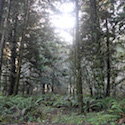The Forest at Trinidad State Beach